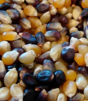 Organic Multi-Color Popcorn Kernels – 3 Lb Heirloom Variety Mix 1