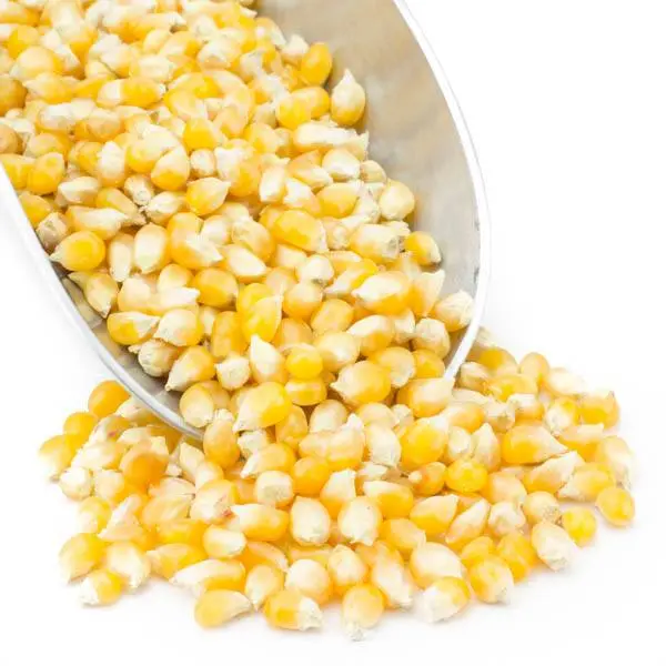 Organic Yellow Popcorn Kernels – 3 Lb Bulk Bag 1
